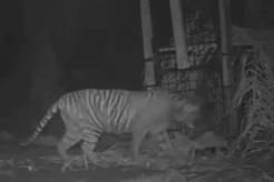 Tim Rescue TSI Cari Harimau yang Menewaskan 2 Warga Lampung Barat
