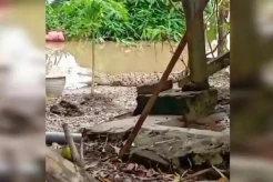 Ngeri! Warga Ungkap 10 Buaya Berkeliaran di Sungai Bengawan Solo Bojonegoro