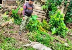 Ngeri! Beruang Mangsa Kambing Milik Mantan Anggota DPRD di Lampung Barat