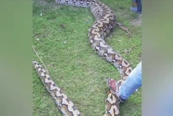 Warga Buton Tangkap Ular Piton Sepanjang 8 Meter Pemangsa Kambing
