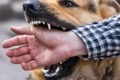 Bocah 7 Tahun di Landak Meninggal Diduga Akibat Rabies usai Digigit Anjing