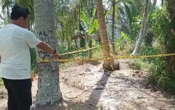 Diduga Diserang Beruk, Pria di Asahan Ditemukan Tewas di Kebun Kelapa