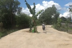Kesal Tak Diperbaiki, Warga Sintang Kalbar Tanam Pohon Pisang di Tengah Jalan Rusak