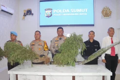 Polres Madina Temukan 1,5 Hektare Ladang Ganja di Pegunungan Tor Shite