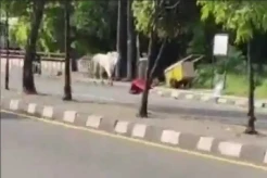 Sapi Kurban Lepas Sejauh 3 Km di Sleman, Tendang 2 Anak Kecil