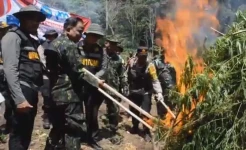 BNN Musnahkan 2,5 Hektare Ladang Ganja di Pegunungan Lamteba Aceh Besar