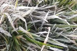 Embun Es Dieng Muncul, Suhu Permukaan Tanah Minus 1 Derajat Celcius