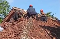 Petugas Damkar Sukabumi Dipatuk Ular Piton saat Proses Evakuasi di Atap Gedung