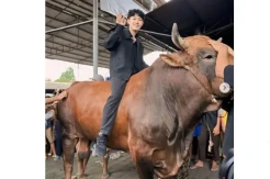 Jangan Lewatkan! Content...