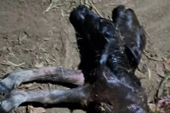 Heboh Kerbau Melahirkan Anak Berkepala 2 Tapi Mati