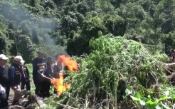 Jelang HUT ke-79 RI, BNN Musnahkan 2 Hektare Ladang Ganja di Aceh Besar