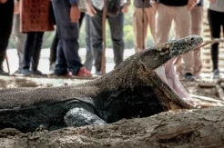 TN Komodo Direncanakan Ditutup Berkala, BTNK Ungkap Alasannya