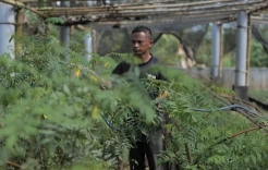 PLN Gandeng Kementan Kembangkan Ekosistem Biomassa Berbasis Pertanian Terpadu