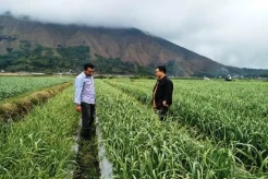 Kementan Dorong Lombok Timur Jadi Lumbung Bawang Putih Nasional