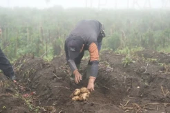 Dukung Swasembada Pangan, Garut Kembangkan Budidaya Kentang Dataran Tinggi