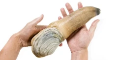 Di Balik Keunikan Kerang...