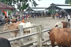 Wabah PMK Serang Gunungkidul, 63 Ekor Sapi Mati Mendadak