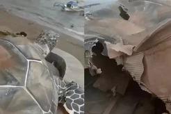 Parah! Patung Penyu Alun-Alun Gadobangkong Sukabumi Rp15,6 Miliar Ternyata dari Kardus