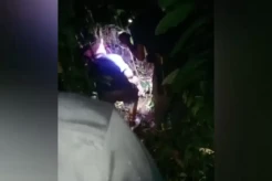 Ngeri, Nenek di Buton Tewas Dililit Ular Piton 7 Meter