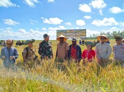 Panen Perdana, Sawah Wanam Buka Jalan Swasembada Pangan dari Papua
