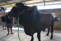 Berapa Harga Sapi Kurban Sonny Septian Hadiah dari Raffi Ahmad?