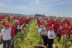 1.000 Lebih Petani Panen Melon di Nganjuk Raih Rekor Muri
