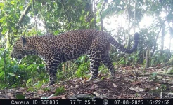 Tim Ekspedisi TNI AD Temukan 19 Macan Tutul Jawa dan Macan Kumbang di Pegunungan Sanggabuana