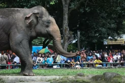 Ragunan Buka hingga Malam Hari, Berapa Harga Tiketnya?