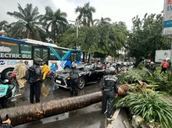 Mantan Bos Danareksa Tewas Tertimpa Pohon, DPRD Minta Pemprov Cek Kondisi Pohon-pohon di Jakarta