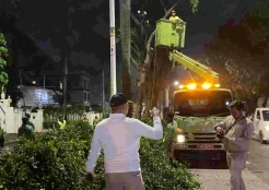 Bahayakan Pengguna Jalan, 8 Pohon Palem Raja di Pondok Indah Ditebang