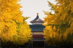 Tak Hanya Jepang, Ini 5 Surga Sakura Asia Paling Menawan