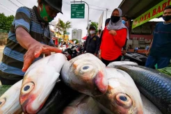 KKP Pastikan Program MBG Bukan Pemicu Kenaikan Harga Ikan