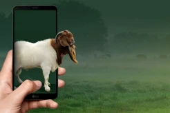 Hukum Kurban via Aplikasi Digital, Apakah Tetap Sah dan Afdal?