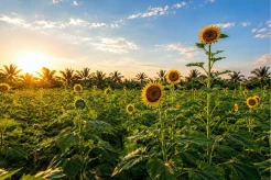Manfaat Sunflower Oil Organik untuk Perawatan Kulit Sehari-hari