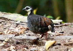 Peneliti UNEJ Ungkap Keunikan Puyuh Gonggong, Fauna Endemik Jember yang Rentan Punah