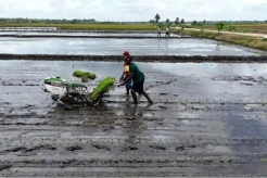Kadis Pertanian Merauke:...