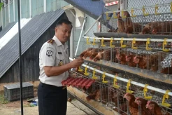 Bangun Ketahanan Pangan, Kakanwil Ditjenpas Jakarta Panen Telur Ayam di Lapas Salemba