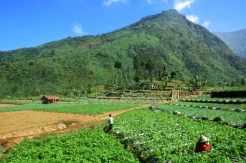 Fenomena Bediding Terjadi Lagi, BMKG: Suhu di Dieng Hampir Sentuh Titik Beku 0,7 Derajat Celsius
