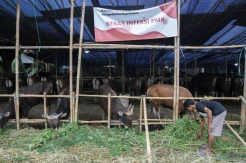Pemerintah Berikan Ganti Rugi Rp10 Juta per Sapi yang Dimusnahkan Karena PMK