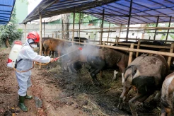 Cegah PMK, PMI Semprotkan Disinfektan di Tempat Penjualan Hewan Kurban