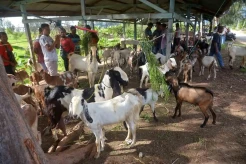 Pasar Hewan di Aceh Besar Kembali Dibuka