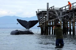 Penampakan Paus Sperma Sepanjang 10 Meter Terdampar di Banyuwangi