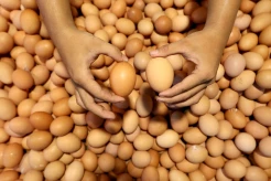 Harga Telur Ayam Terus Mengalami Kenaikan Sejak Seminggu Terakhir