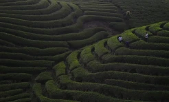 Menikmati Pesona Kebun Teh Solok