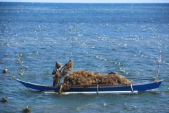 Panen Rumput Laut di Bantaeng