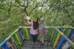 Mengunjungi Ekowisata Mangrove Pangkal Babu Jambi