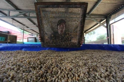 Budidaya Maggot untuk Kebutuhan Pakan Ternak
