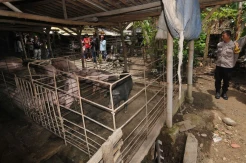 Tidak Punya Izin, Peternakan Babi di Klaten Ditutup Sat Pol PP