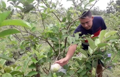 Potret Petani Milenial, Menghidupi Keluarga dengan Budidaya Jambu Kristal