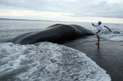 Paus Sperma  Sepanjang 18,2 Meter Terdampar di Karangasem Bali